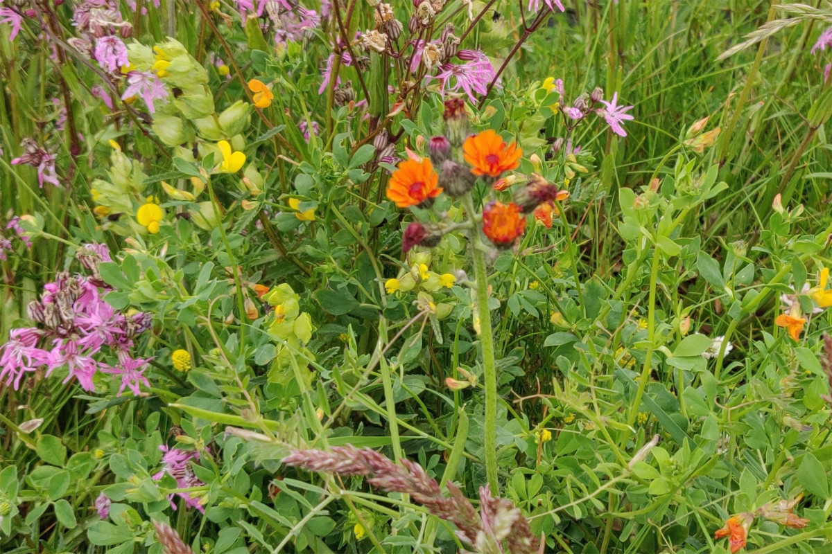 Heritage WildflowerMat Premium Topsoil Supplies